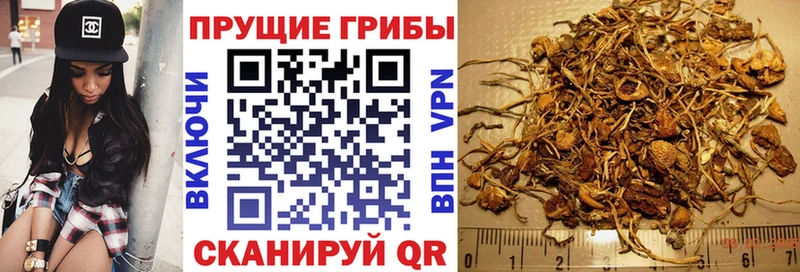 Псилоцибиновые грибы Psilocybine cubensis  Кодинск 